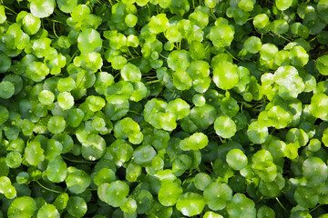 Green Asiatic pennywort or Centella asiatica leaves with fresh water droplets
