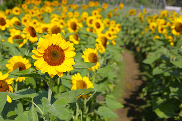 Blooming sunflower fields. Beautiful yellow flower