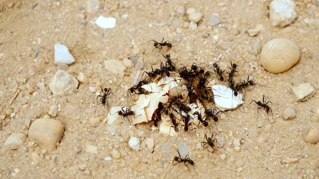 A colony of large ants scurrying over a broken egg shell 