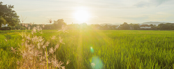 Sunset flowers in the countryside,cover page