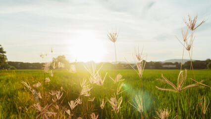 Green wheat field at sunset with blue sky and summer landscape