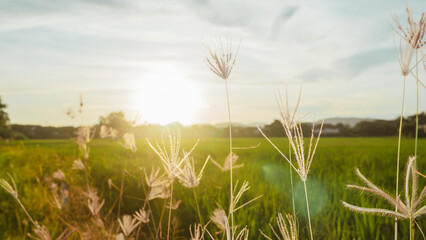 Green wheat field at sunset with blue sky and summer landscape