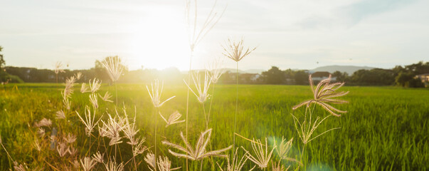Sunset flowers in the countryside,cover page