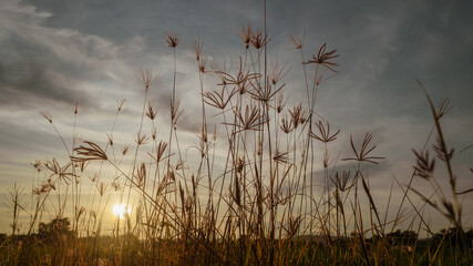 Reeds and grass in a serene sunrise and sunset landscape