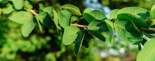 Fresh green leaves in a garden background