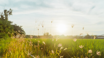 Sunset over green fields under blue sky