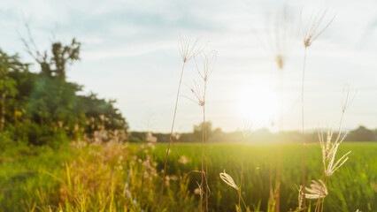 Golden wheat field landscape under a vibrant summer sunset or a peaceful spring morning sky