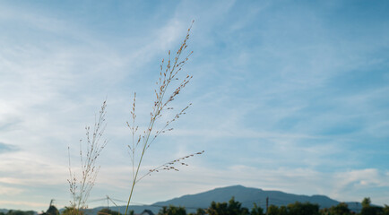 Peaceful landscape with blue sky, green grass, and scattered clouds