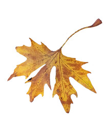 autumn leaf leaves falling one isolated for background
