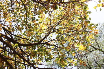 Fototapeta premium autumn leaves on a tree