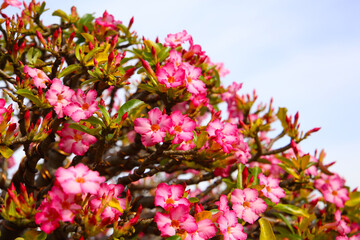 Obraz premium Adenium obesum, Pink desert rose flowers in full bloom.