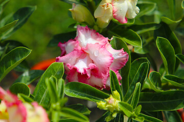 Adenium obesum, Desert rose flowers in full bloom.