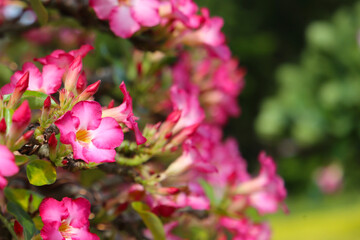 Adenium obesum, Pink desert rose flowers in full bloom.