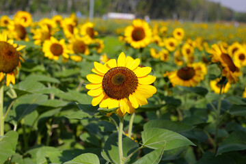 Blooming sunflower fields. Beautiful yellow flower