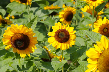 Fototapeta premium Blooming sunflower fields. Beautiful yellow flower