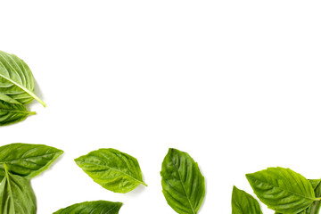 Basil leaves on white background.