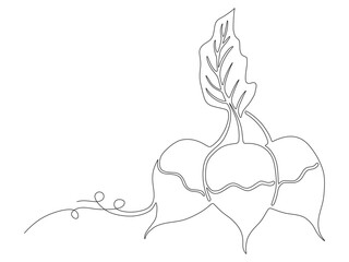 radish vegetable continuous l...