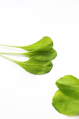 Fresh green Arugula on white background.
