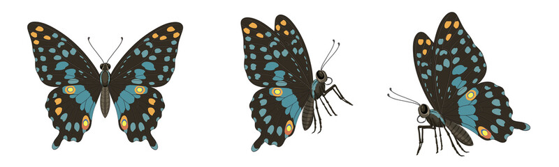Butterfly illustration in three different perspectives black background