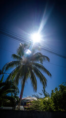 Palm Tree Silhouette Against Bright Sun and Blue Sky, Tropical Vacation Destination, Exotic Travel, Caribbean Island, Summer Holiday, Natural Beauty,