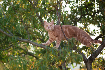 A ginger tabby cat stands on a tree branch surrounded by green leaves. The cat looks alert and balanced high above the ground.