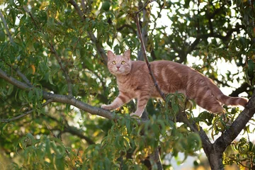 A ginger tabby cat stands on a tree branch surrounded by green leaves. The cat looks alert and balanced high above the ground. © Anna Averianova