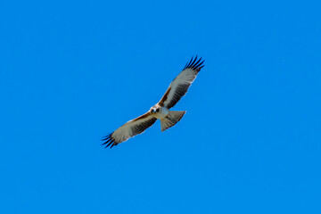 A Little Eagle flying in the Blue Sky