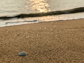 Seashell on golden sand near seashore during sunrise