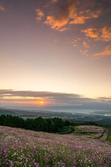 長崎-【白木峰高原のコスモス】