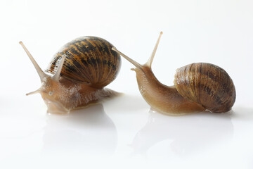 snail isolated on white background