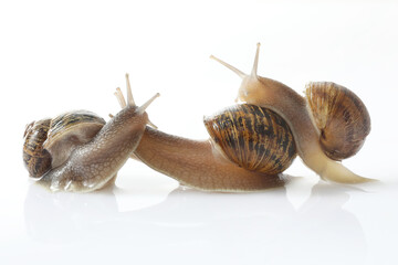 snail isolated on white background