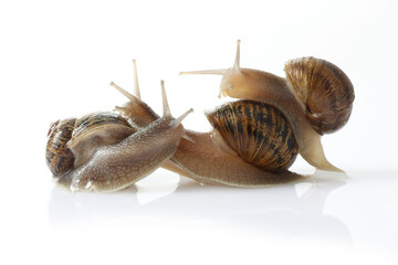 snail isolated on white background