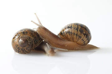 snail isolated on white background