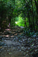 Serene Forest Pathway Leading to Lush Green Light