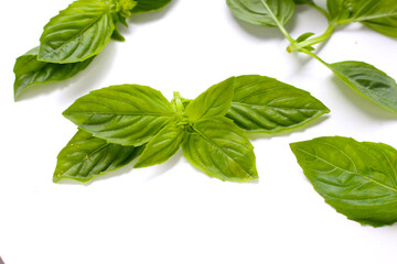 Basil leaves on white background.