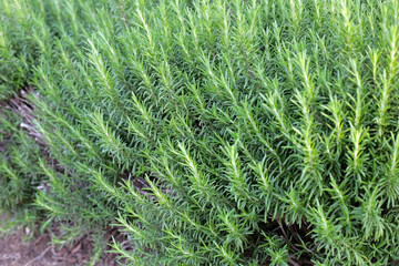 Rosemary plant, Fresh herb in the garden