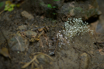 Delicate White Mushrooms Growing on Forest Floor in Nature