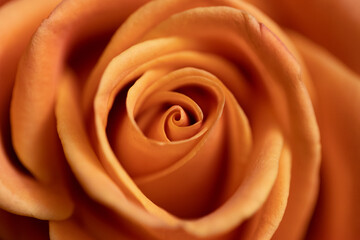 close up of a yellow rose Presents a close-up of an orange rose. Full-frame composition, orange tone. 