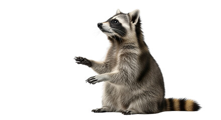A curious raccoon sits upright isolated on transparent background, png