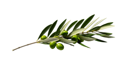 A fresh olive branch with green olives and leaves.