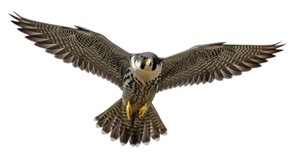 A Peregrine Falcon in MidFlight with Wings Extended isolated on transparent background, PNG