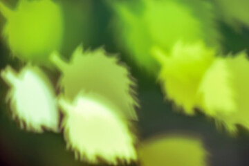 White and yellow leaf bokeh on green background – abstract falling leaves, holiday backdrop, front view