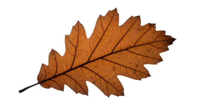 A single brown oak leaf with visible veins isolated on transparent background, png