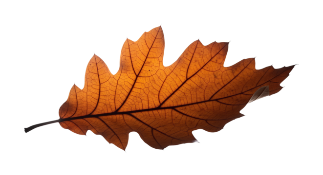 A single oak leaf in autumn colors isolated on transparent background