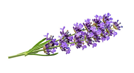 Naklejka premium A single sprig of lavender with small purple flowers and green stems isolated on transparent background