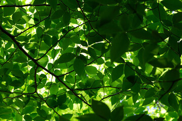 green leaves in the sun Displays a dense green foliage scene. Full-frame composition, green tone