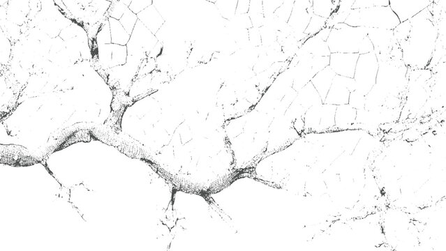 Black and white cracked texture resembling tree branches and dry earth ground