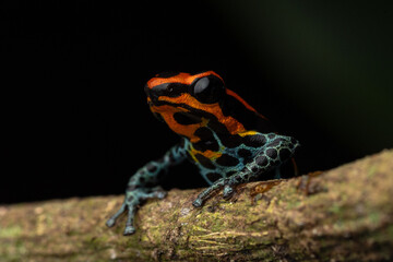 Macro photograph of Ranitomeya amazonica, a colorful poison dart frog from the Peruvian Amazon in Iquitos, a valuable resource of the rainy forests of Peru in Loreto