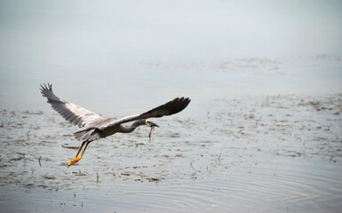 Heron in flight over water with seaweed in its beak in NSW Australia