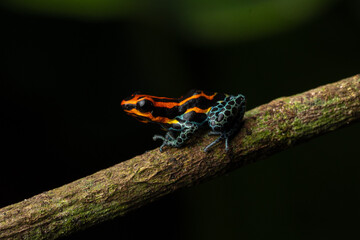 Macro photograph of Ranitomeya amazonica, a colorful poison dart frog from the Peruvian Amazon in Iquitos, a valuable resource of the rainy forests of Peru in Loreto